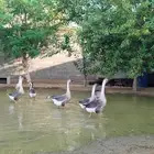 ثلاثه ازواج وز عراقي اصيل الكوبرا للبيع