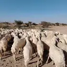 غنم حريه حرش