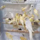 فروخ كناري سوري(تم البيع)