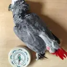 كاسكو للتحنيط