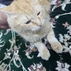 قطه شيرازيه للتبني