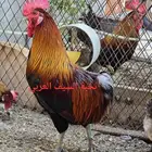 طقم دجاج عربي