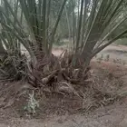 السلام عليكم ورحمه الله وبركاته فسايل نخيل للبيع صقعي وسكري