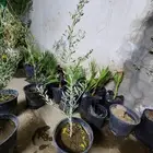 شتلات زيتون نبال الكميه محدودة