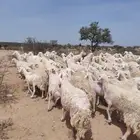غنم حري حرش قطعه واحد