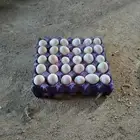 بض دجاج الاكل والفقاسه جديد