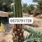 فسايل نخيل من الأمهات وافسايل مجذره