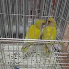 روز جامبو