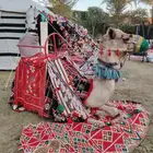 اجار جمال رحول وخيل عربية اصيلة