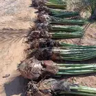 نخل للبيع مثمر خلاص برحي سكري صقعي مجدول نخيل