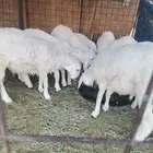 10 طليان للبيع