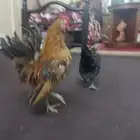 دجاج قزم سيراما