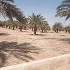 جثايث خضري مثمره للبيع