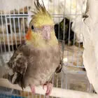طير كروان