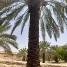 نقوم بجميع اعمال النخل من تكريب وقلع وغرس وصيانه عامه
