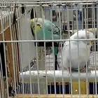 ازواج باجي