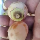 بمبر