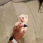 كلاب مالتيبو تي كب للبيع
