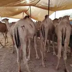 قعدان حاشي صومالي مضمون 100