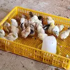 دواجن كتاكيت ورومي