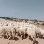 غنم حريه حرش