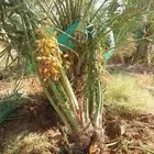 يوجد لدينا اخلاص درجه اولى بجميع انواعها مقاسات المختلف