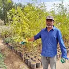 شتلات واشجار نيم و خبيز ساحلي جميع الاحجام