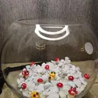 حوض سمك   سمكه من اختيارك