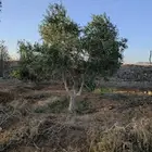 اشجار زيتون معمر ومثمر