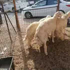 ذبايح حري وتيوس عوارض وجنوبيه وسواكني مع امكانيه الذبح وتوصي