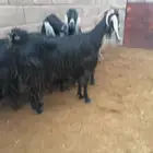 معز مواليد