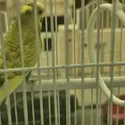 عصفور حب ذكر بصحة ماشاء الله تبارك الله