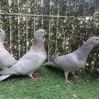زاجل. وايت بار فواتح لاهل الزين