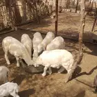 طليان حريات