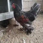 دجاج براهما