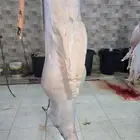 سواكن حمري ماشاءالله تربيه فل شحم
