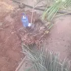نخل عربي ووشنطني جميع المقاسات
