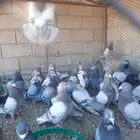 للبيع حمام سلفر