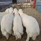 خرفان حريه حد التقفيل