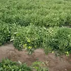 مزارع