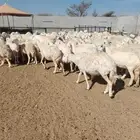 غنم حريه حرش مراح وحد قطعه وحده العداد 92ازين يااهل ازين