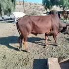 بقر بلدية مراح واحد عدد 35