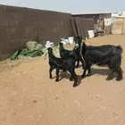 عنز متومه