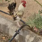 ديك بلدي مميز للبيع
