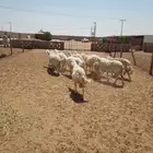 شياه حريات مواليد ودفيع