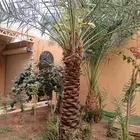 قص الاشجاروالنخيل وترحيل النخيل والاشجار