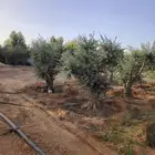 اشجار زيتون معمر ومقاس سغير مثمر جميع المقاسات