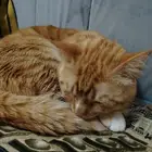 قط ذكر للتبني