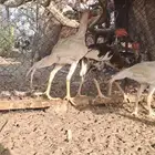 ديوك باكستاني سندي
