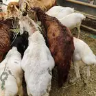 تيوس طي بة للبيع   خميس مشيط